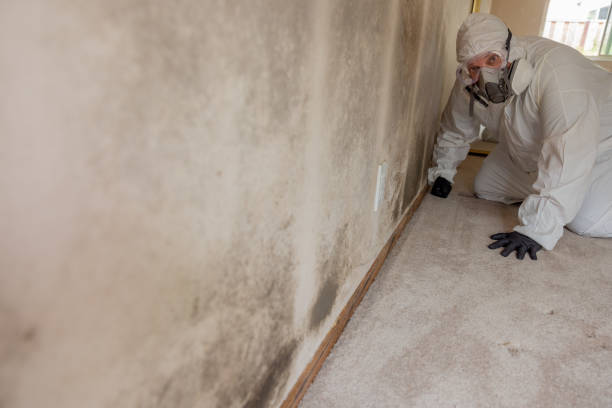 Professional Mold Removal in Bloomfield Hills, MI